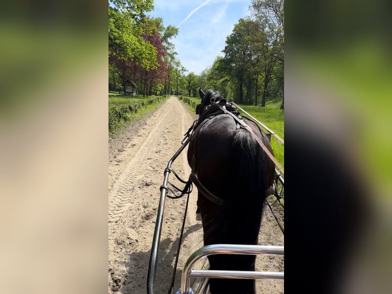 Hungarian Sport Horse Gelding 13 years 16,2 hh Brown in Meißenheim