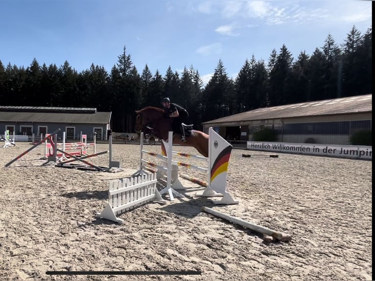 Hungarian Sport Horse Gelding 13 years 16,2 hh Chestnut-Red in Perleberg