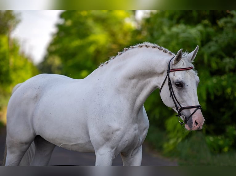 Hungarian Sport Horse Gelding 13 years 16.2 hh Grey in Neumarkt an der Raab