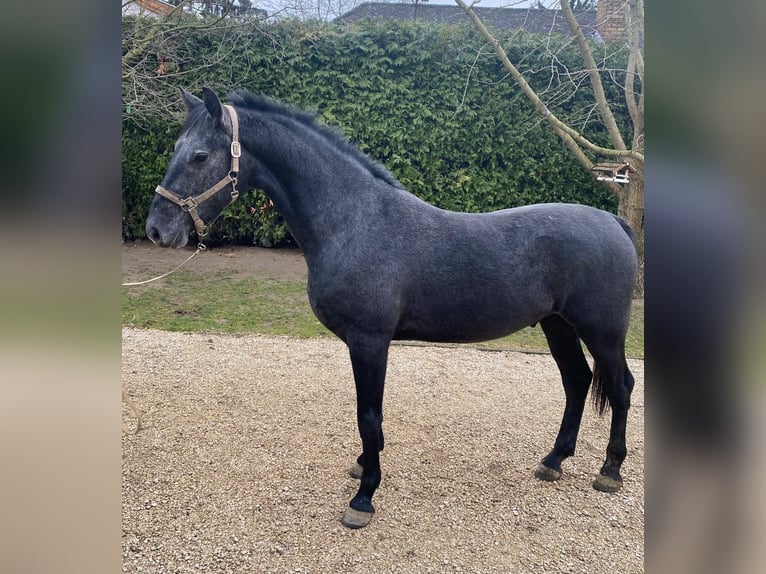 Hungarian Sport Horse Gelding 13 years 16 hh Gray in Tass