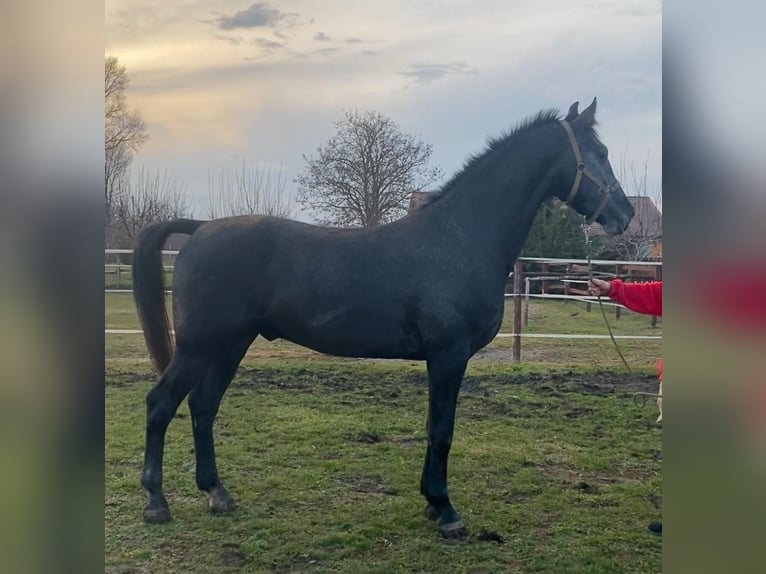 Hungarian Sport Horse Gelding 13 years 16 hh Gray in Tass