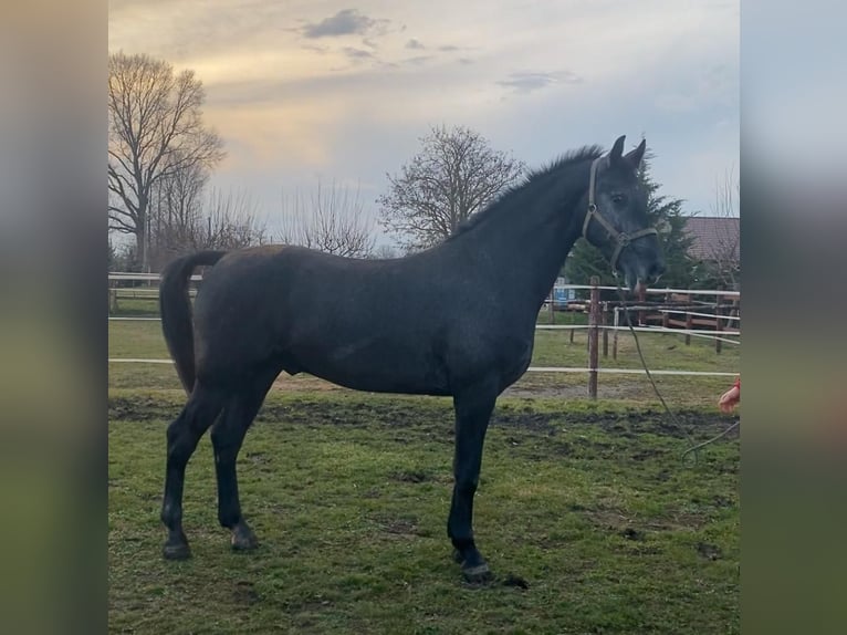 Hungarian Sport Horse Gelding 13 years 16 hh Gray in Tass