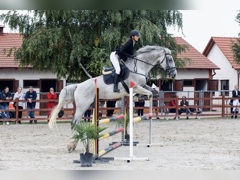 Hungarian Sport Horse Gelding 13 years 17,1 hh Gray in Győrújbarát