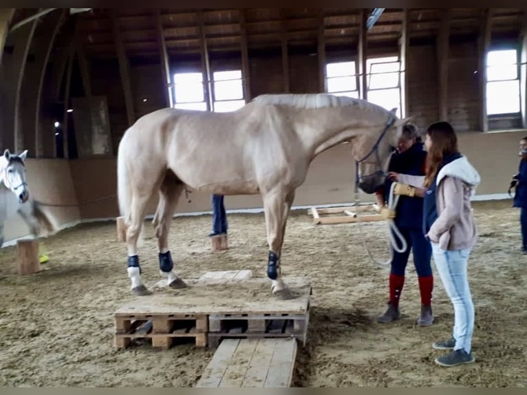Hungarian Sport Horse Gelding 13 years 17,2 hh Cremello in Esslingen