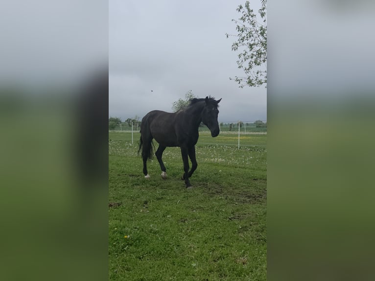 Hungarian Sport Horse Gelding 13 years 17 hh Black in Göttingen