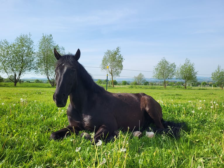Hungarian Sport Horse Gelding 13 years 17 hh Black in Göttingen