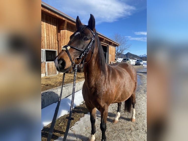 Hungarian Sport Horse Gelding 14 years 14,2 hh Brown in Schladming