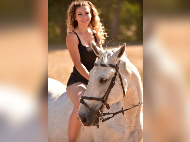 Hungarian Sport Horse Gelding 14 years 15.2 hh Grey in Sződ
