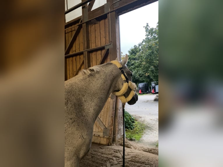 Hungarian Sport Horse Gelding 14 years 15,2 hh Grey-Fleabitten in T&#xF6;ging