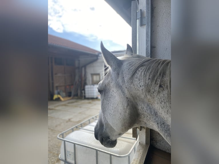 Hungarian Sport Horse Gelding 14 years 15,2 hh Grey-Fleabitten in T&#xF6;ging
