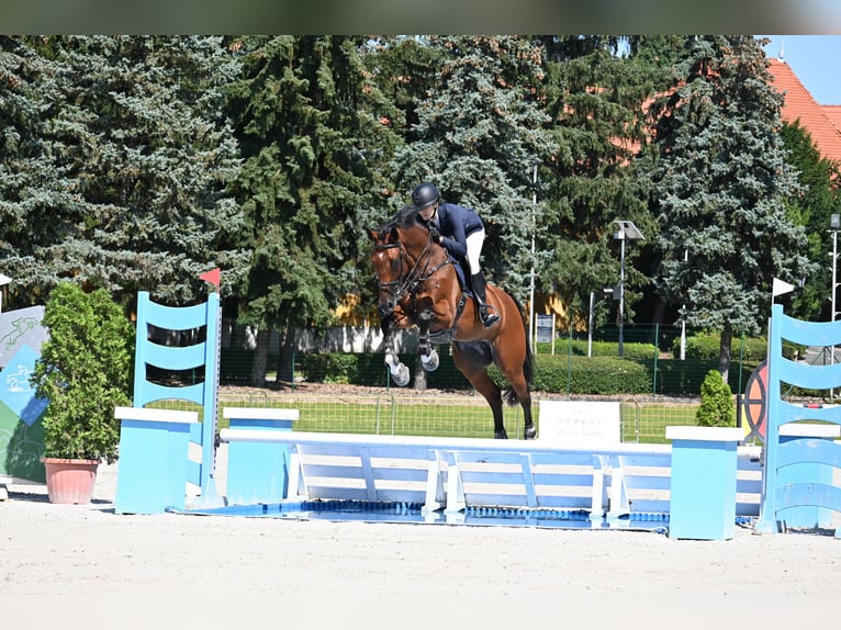 Hungarian Sport Horse Gelding 14 years 16,2 hh Brown in Csömör