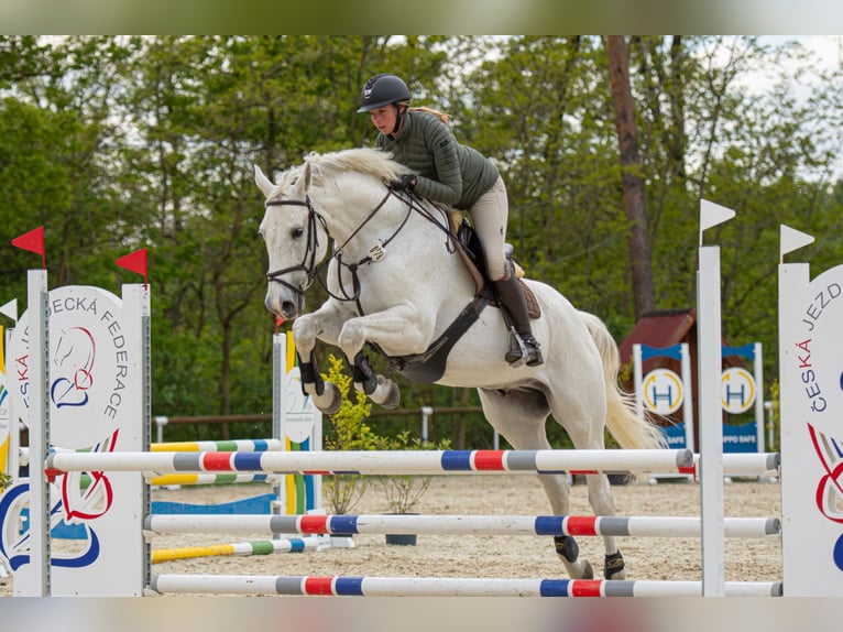 Hungarian Sport Horse Gelding 14 years 16,2 hh Gray in Kvasice