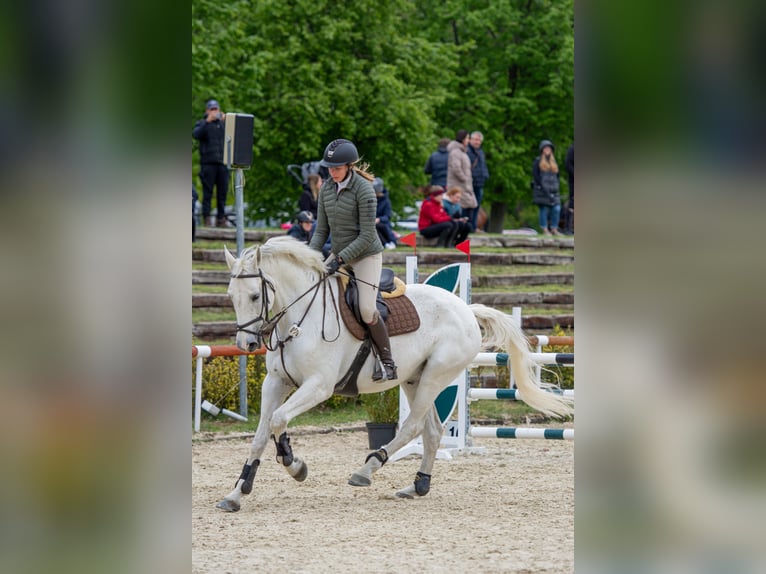 Hungarian Sport Horse Gelding 14 years 16,2 hh Gray in Kvasice