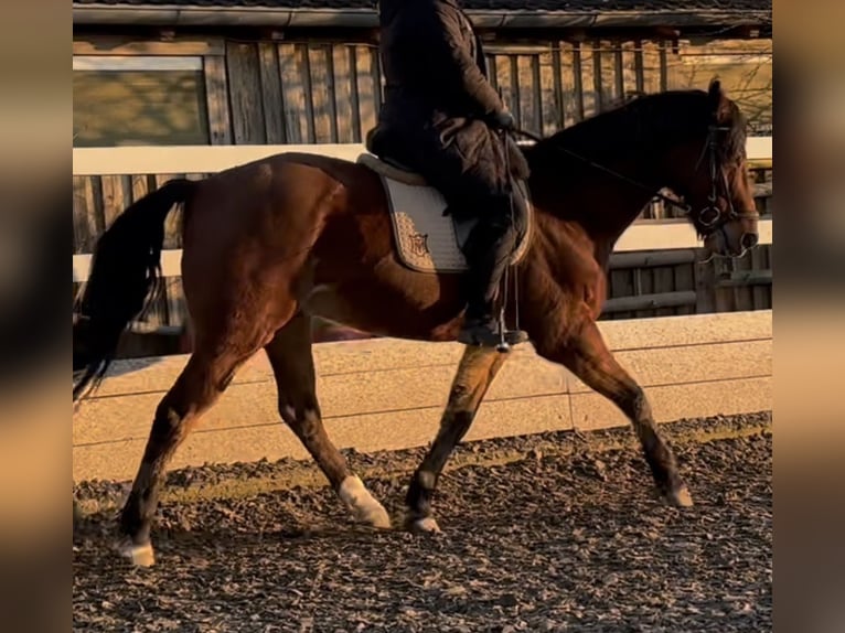 Hungarian Sport Horse Gelding 14 years 16 hh Bay-Dark in Patka