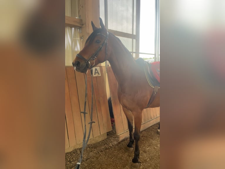 Hungarian Sport Horse Gelding 14 years 16 hh Bay-Dark in Patka