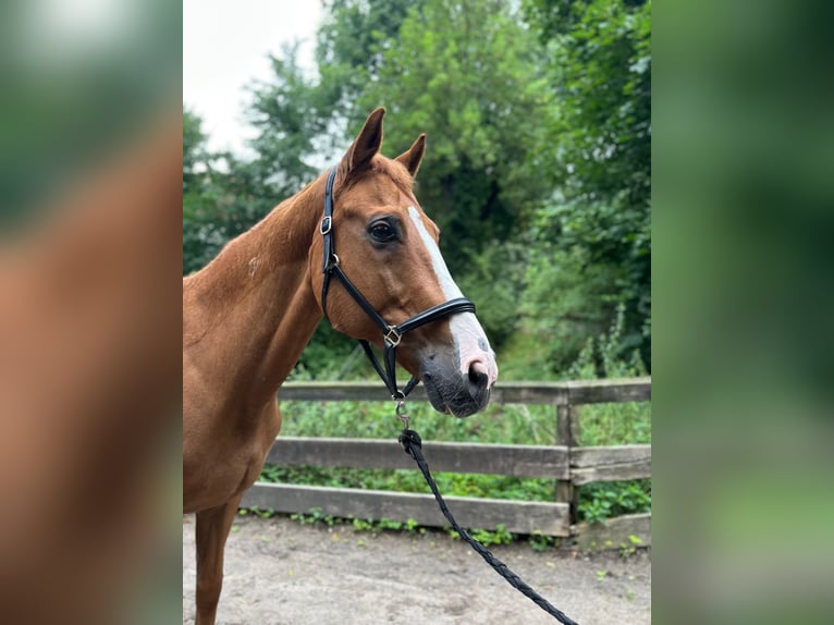 Hungarian Sport Horse Gelding 14 years 16 hh Chestnut-Red in Berlin