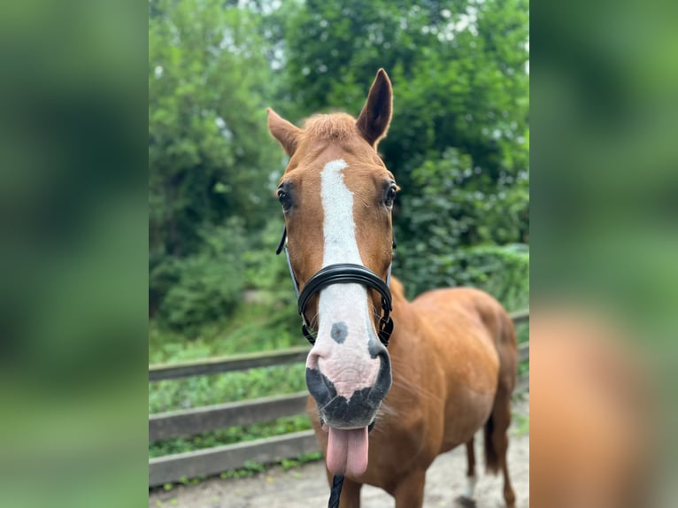 Hungarian Sport Horse Gelding 14 years 16 hh Chestnut-Red in Berlin