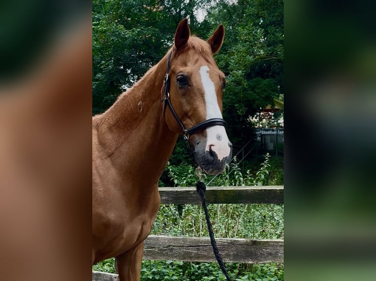 Hungarian Sport Horse Gelding 14 years 16 hh Chestnut-Red in Berlin