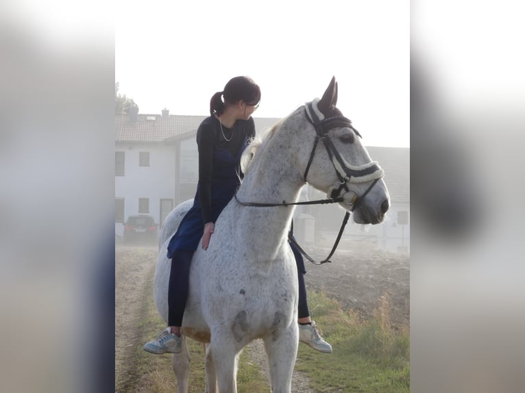 Hungarian Sport Horse Gelding 14 years Gray-Fleabitten in Waldkraiburg