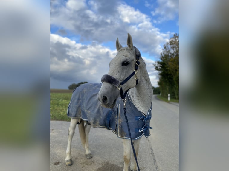 Hungarian Sport Horse Gelding 14 years Gray-Fleabitten in Waldkraiburg