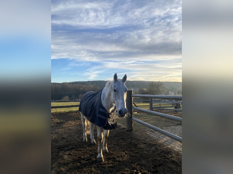 Hungarian Sport Horse Gelding 14 years Gray-Fleabitten in Waldkraiburg