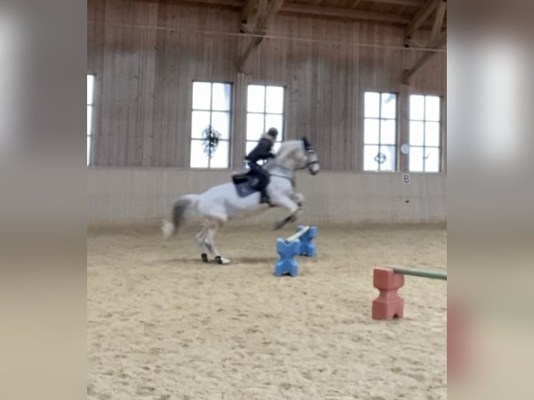 Hungarian Sport Horse Gelding 14 years Gray-Fleabitten in Waldkraiburg