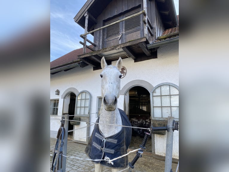 Hungarian Sport Horse Gelding 14 years Gray-Fleabitten in Waldkraiburg