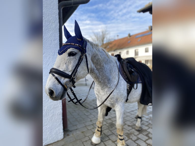 Hungarian Sport Horse Gelding 14 years Gray-Fleabitten in Waldkraiburg