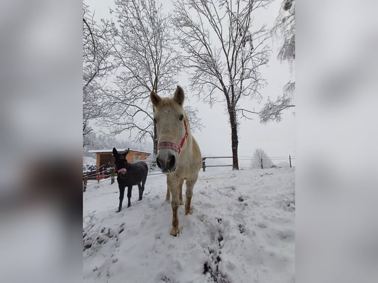 Hungarian Sport Horse Gelding 15 years 14,2 hh Grey-Dapple in Edelschrott
