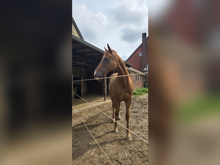 Hungarian Sport Horse Gelding 15 years 15,1 hh Chestnut-Red in Leverkusen