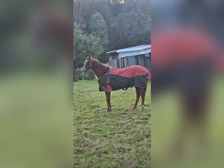 Hungarian Sport Horse Gelding 15 years 15,1 hh Chestnut-Red in Leverkusen