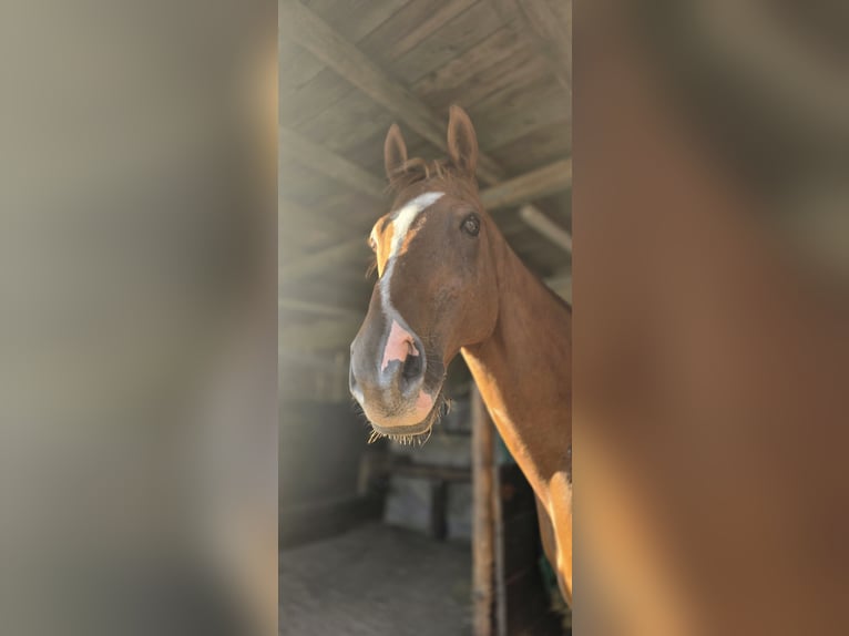 Hungarian Sport Horse Gelding 15 years 15,1 hh Chestnut-Red in Leverkusen