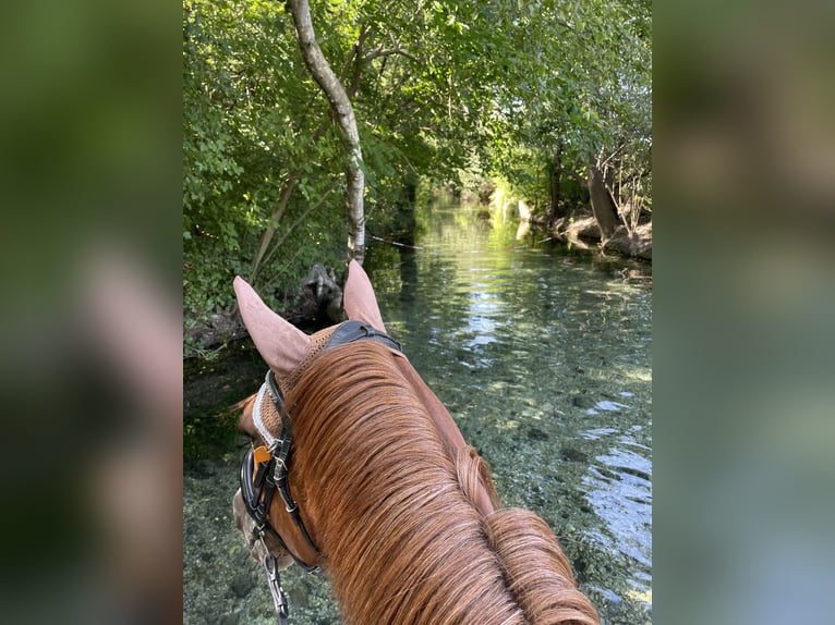 Hungarian Sport Horse Gelding 15 years 15 hh Chestnut-Red in Ebenfurth Hungarian Sport Horse Gelding 15 years 15 hh Chestnut-Red in Ebenfurth