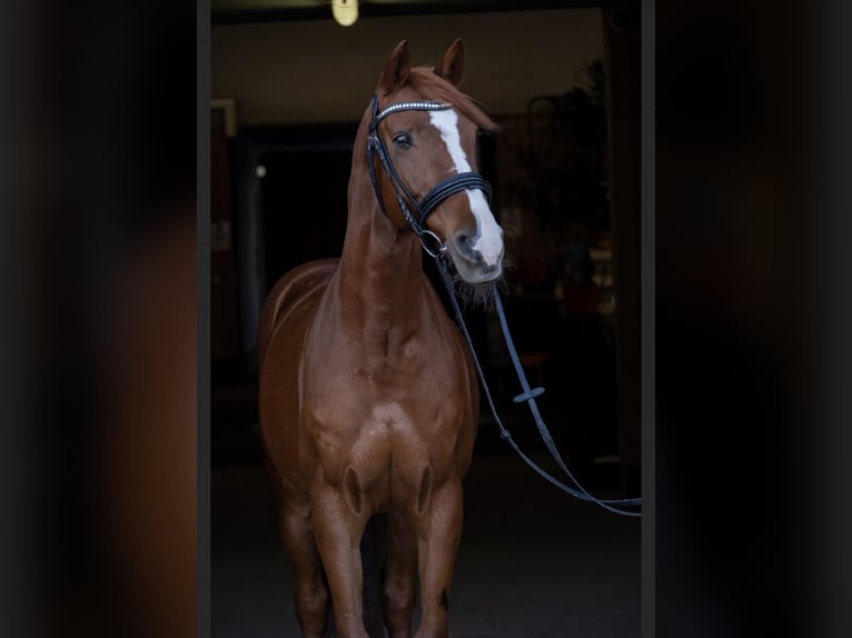 Hungarian Sport Horse Gelding 15 years 15 hh Chestnut-Red in Ebenfurth Hungarian Sport Horse Gelding 15 years 15 hh Chestnut-Red in Ebenfurth