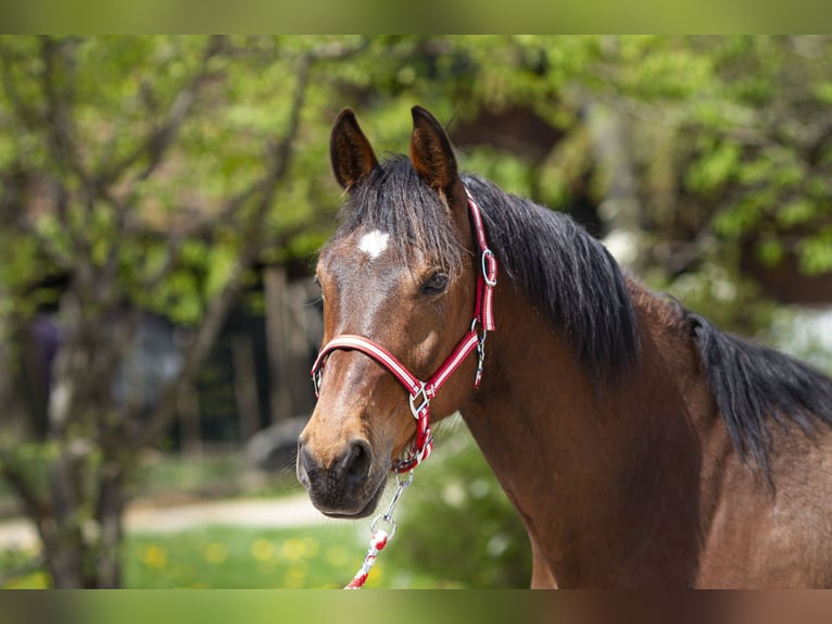 Hungarian Sport Horse Gelding 15 years 15,2 hh Brown in Reutte