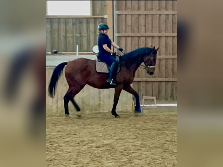 Hungarian Sport Horse Gelding 15 years 15,2 hh Brown in Stockerau