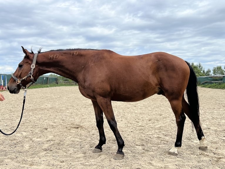 Hungarian Sport Horse Gelding 15 years 15,2 hh Brown in Stockerau