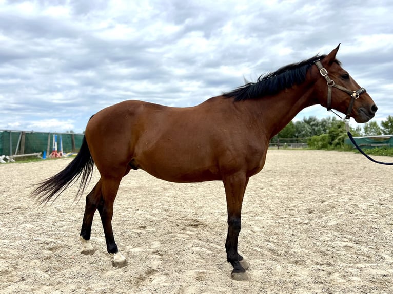 Hungarian Sport Horse Gelding 15 years 15,2 hh Brown in Stockerau