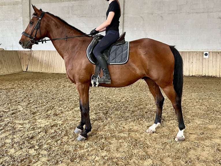 Hungarian Sport Horse Gelding 15 years 15,2 hh Brown in Stockerau