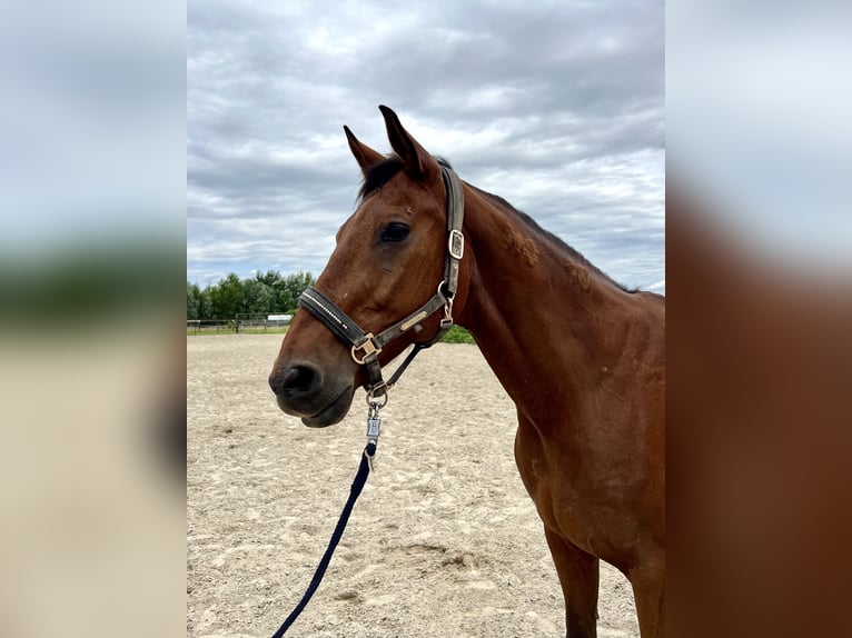 Hungarian Sport Horse Gelding 15 years 15,2 hh Brown in Stockerau