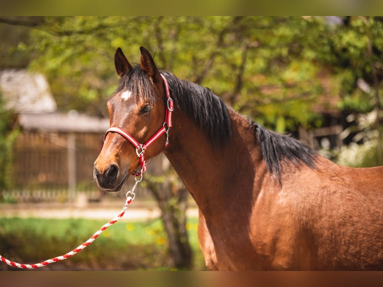 Hungarian Sport Horse Gelding 15 years 15,2 hh Brown in Reutte