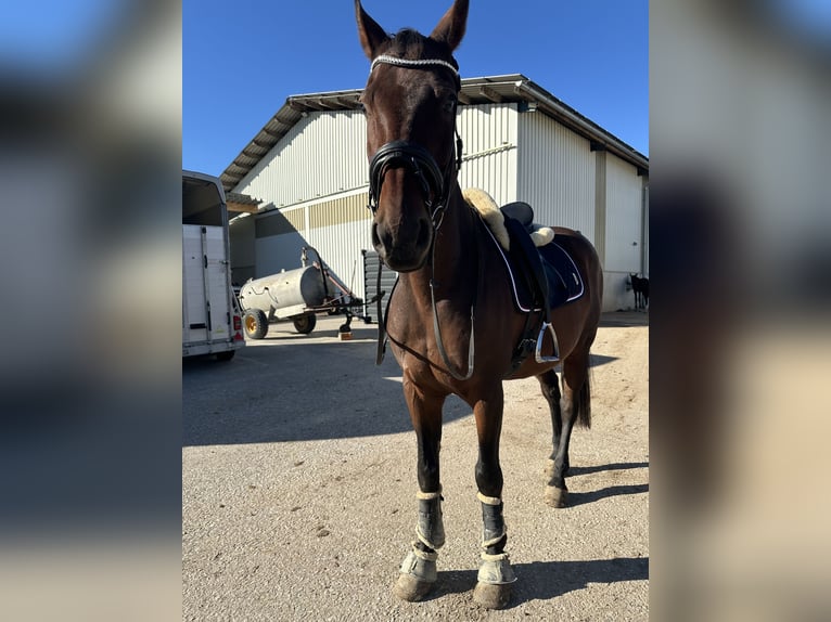 Hungarian Sport Horse Gelding 15 years 16,2 hh Brown in Amstetten