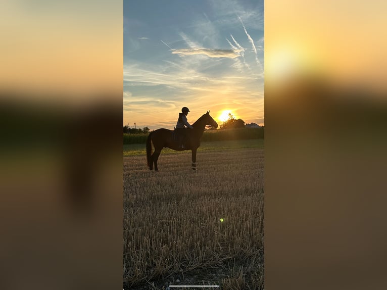 Hungarian Sport Horse Gelding 15 years 16,2 hh Brown in Amstetten