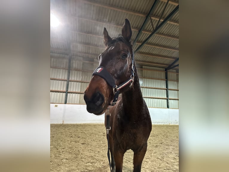 Hungarian Sport Horse Gelding 15 years 16,2 hh Brown in Amstetten