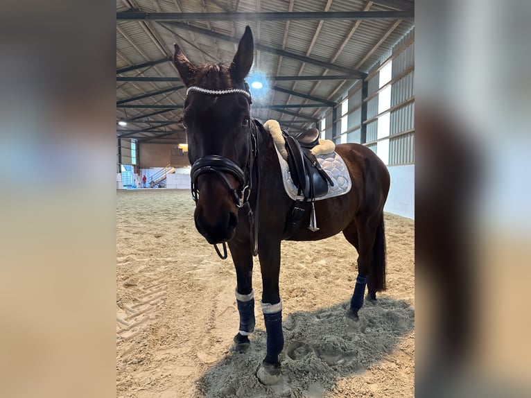 Hungarian Sport Horse Gelding 15 years 16,2 hh Brown in Amstetten