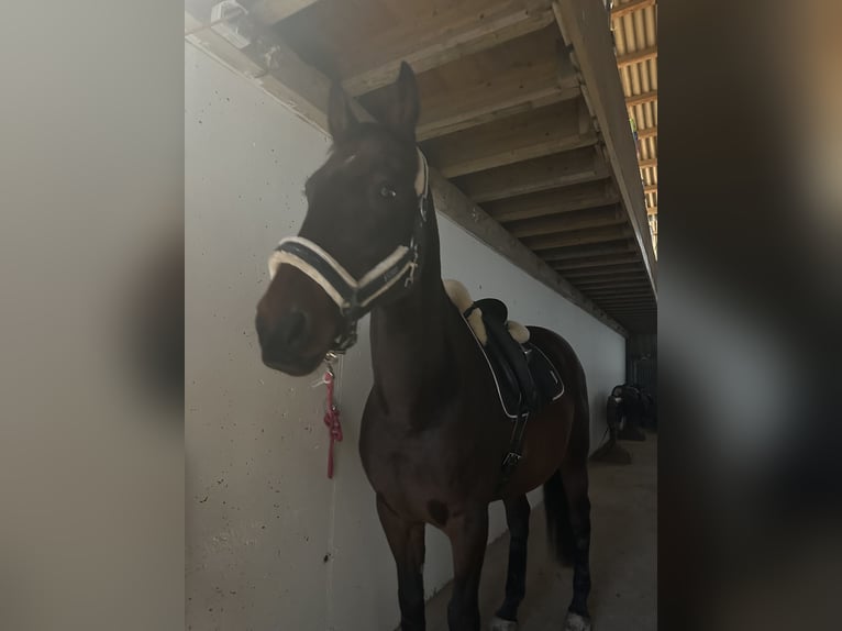 Hungarian Sport Horse Gelding 15 years 16,2 hh Brown in Amstetten