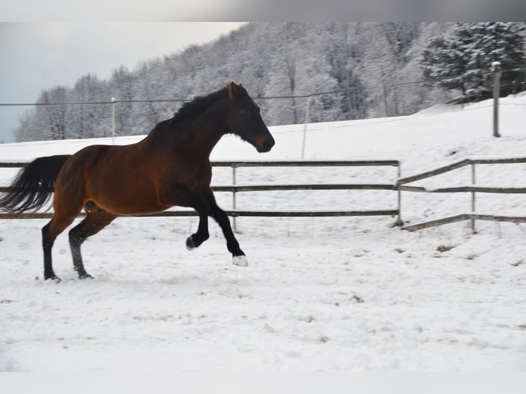 Hungarian Sport Horse Mix Gelding 15 years 16 hh Bay-Dark in Schlierbach