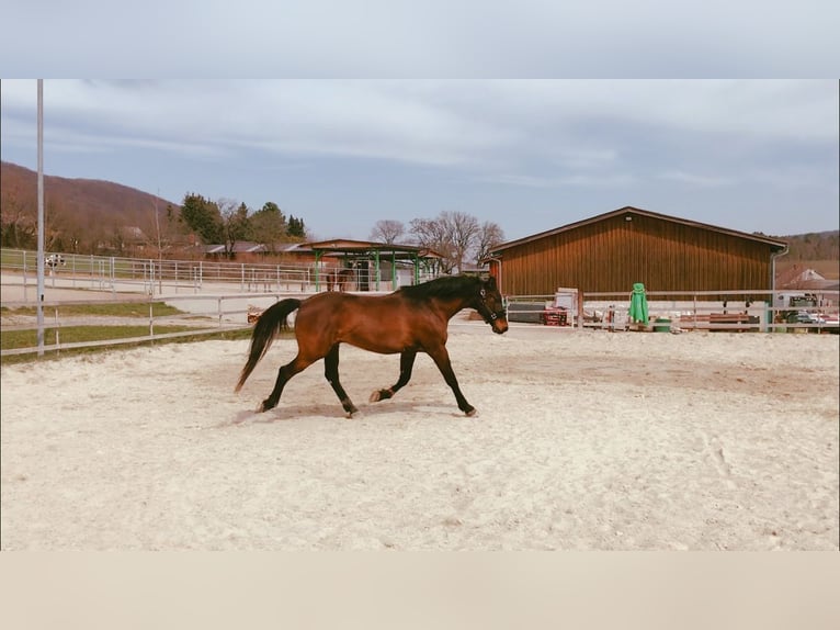 Hungarian Sport Horse Mix Gelding 15 years 16 hh Bay-Dark in Schlierbach