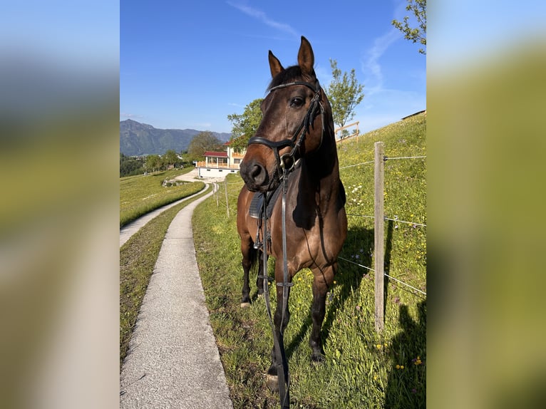 Hungarian Sport Horse Mix Gelding 15 years 16 hh Bay-Dark in Schlierbach