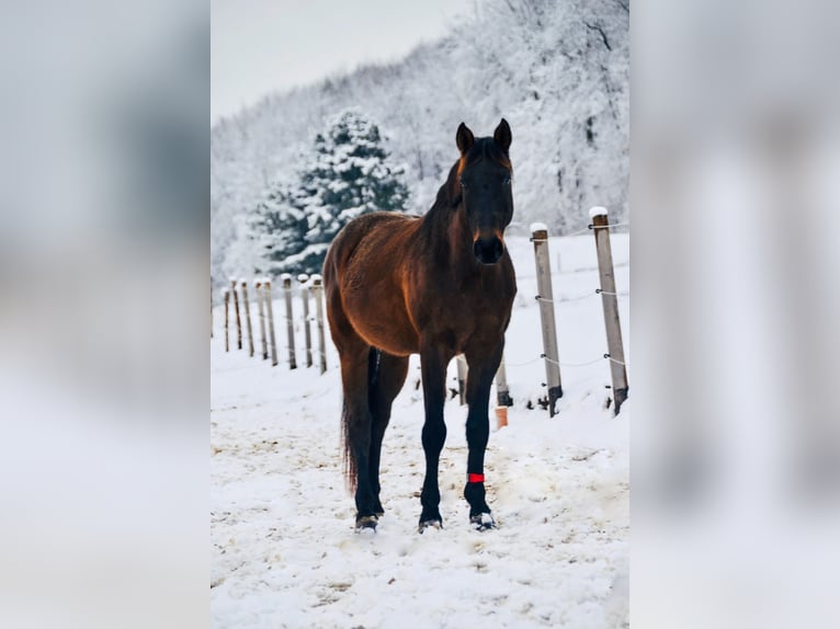 Hungarian Sport Horse Mix Gelding 15 years 16 hh Bay-Dark in Schlierbach